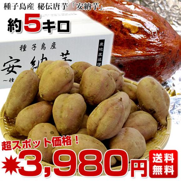 鹿児島県より産地直送 種子島産「安納芋」約5キロ さつまいも 唐芋 からいも カライモ 送料無料03