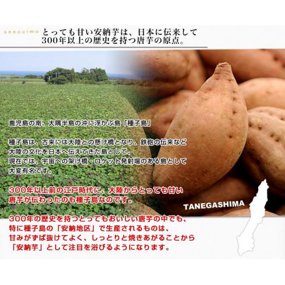 鹿児島県より産地直送 種子島産「安納芋」約5キロ さつまいも 唐芋 からいも カライモ 送料無料04