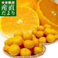 愛媛県より産地直送 JAにしうわ せとか 良品 ２LからMサイズ 5キロ (20玉から30玉) 送料無料　セトカ 西宇和