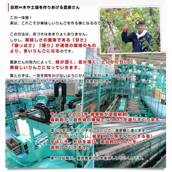 青森県から産地直送 JAつがる弘前 葉とらず太陽ふじりんご 3キロ(8玉から13玉&times;2箱) 糖度13度以上 林檎 リンゴ 送料無料05
