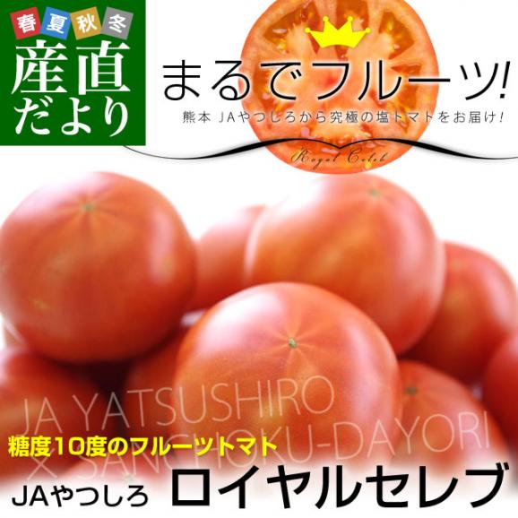 熊本県より産地直送 JAやつしろ フルーツトマト ロイヤルセレブ 約1キロ LからSサイズ(9から16玉) とまと02