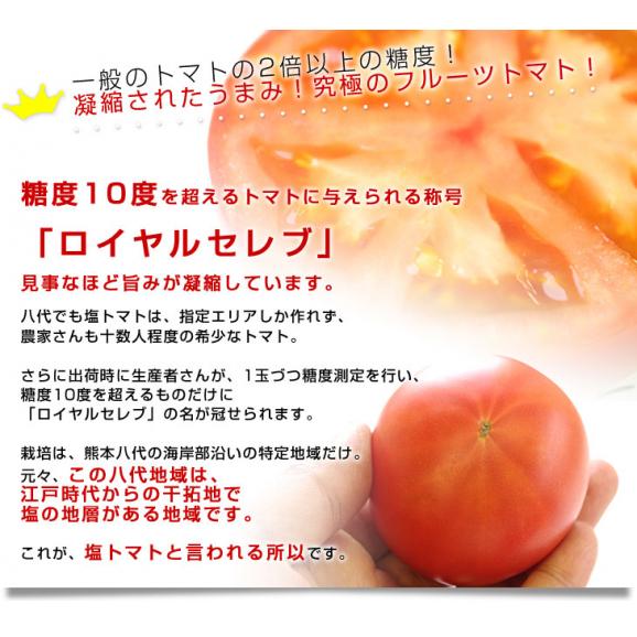 熊本県より産地直送 JAやつしろ フルーツトマト ロイヤルセレブ 約1キロ LからSサイズ(9から16玉) とまと04