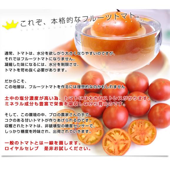 熊本県より産地直送 JAやつしろ フルーツトマト ロイヤルセレブ 約1キロ LからSサイズ(9から16玉) とまと05
