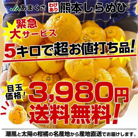 熊本県より産地直送 JAあまくさ 訳あり熊本しらぬひ 大小込 5キロ 不知火 しらぬい 柑橘 オレンジ 天草 送料無料03