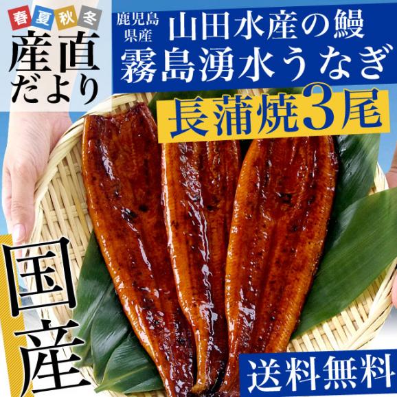 鹿児島県志布志産 山田水産 霧島湧水うなぎ 長蒲焼き 大サイズ3尾セット（140g前後×3尾）送料無料 鰻師 加藤尚武さん ギフト シーフード ギフト対応化粧箱 ギフト02