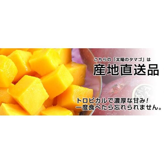 宮崎県より産地直送 JA宮崎中央 太陽のタマゴ 最高級AA品 5Lサイズ (650g以上×1玉) 送料無料 マンゴー たいようのたまご05