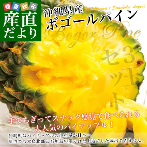 沖縄県より産地直送 JAおきなわ 沖縄県産 ボゴールパイン 3玉セット 合計1.8キロ前後 (600g×3玉) 送料無料 沖縄パイン パイナップル パインアップル いしがきじま02