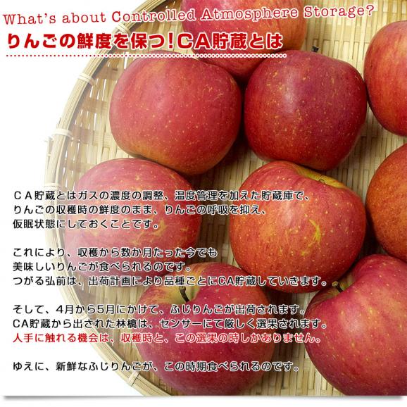 青森県より産地直送 JAつがる弘前 ふじ (有袋栽培) CA貯蔵品 約3キロ (9から13玉) 送料無料 りんご リンゴ 林檎04