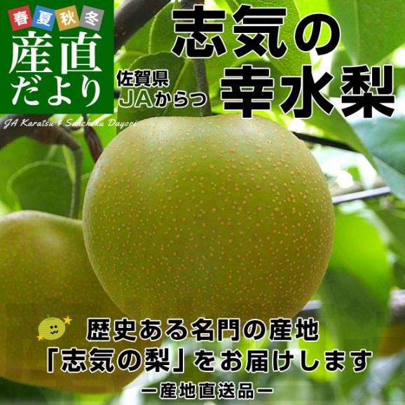 送料無料 佐賀県より産地直送 JAからつ 志気の幸水梨 約5キロ（16玉から18玉） なし ナシ 唐津 梨02