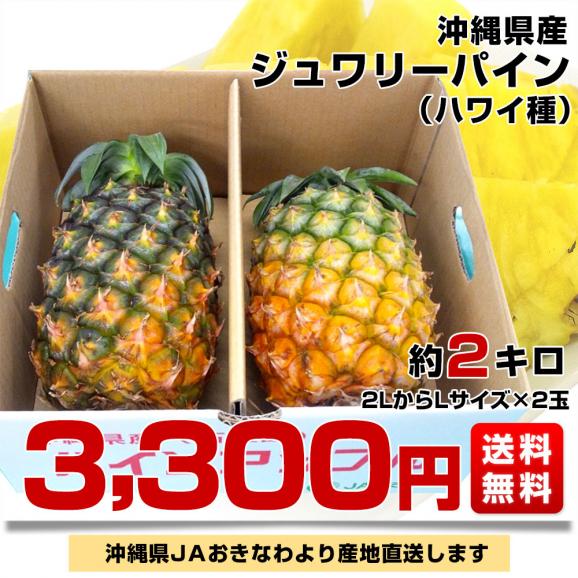 沖縄県より産地直送 JAおきなわ ジュワリーパイン2LからLサイズ2玉 (合計約2キロ) 沖縄パイン パイナップル 送料無料　クール便03