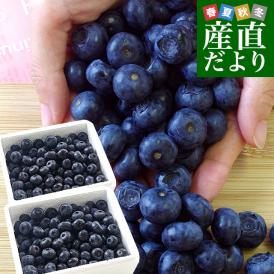 岩手県より産地直送 JAいわて中央 ブルーベリー Lサイズ 約500g×2箱 送料無料 ぶるーべりー ※クール便
