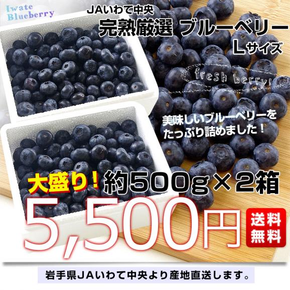 岩手県より産地直送 JAいわて中央 ブルーベリー Lサイズ 約500g×2箱 送料無料 ぶるーべりー ※クール便03