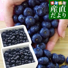 岩手県より産地直送 JAいわて中央 ブルーベリー 大粒 2Lサイズ 500g×2箱 送料無料 ぶるーべりー ※クール便