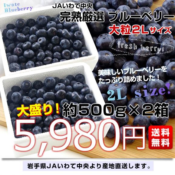 岩手県より産地直送 JAいわて中央 ブルーベリー 大粒 2Lサイズ 500g×2箱 送料無料 ぶるーべりー ※クール便03