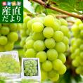 岡山県産 JA晴れの国岡山 船穂ぶどう部会 マスカット・オブ・アレキサンドリア 赤秀 大房 1房化粧箱（750g）クール便　 葡萄 ぶどう　市場発送