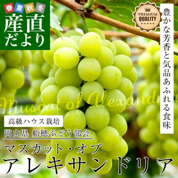 岡山県産 JA晴れの国岡山 船穂ぶどう部会 マスカット・オブ・アレキサンドリア 赤秀 大房 1房化粧箱（750g）クール便　 葡萄 ぶどう　市場発送02