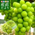山梨県より産地直送 JAフルーツ山梨 シャインマスカット 秀品 大房1房入り 化粧箱 (約650g×1房)  送料無料 葡萄 ぶどう　お中元　夏ギフト