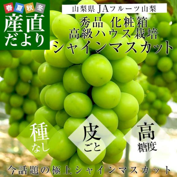 山梨県より産地直送 JAフルーツ山梨 シャインマスカット 秀品 大房1房入り 化粧箱 (約550g×1房) 送料無料 葡萄 ぶどうギフト 夏ギフト お中元 御中元02