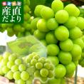 山梨県より産地直送 JAフルーツ山梨 シャインマスカット 秀品 大房2房入り 化粧箱 (約550g×2房)  送料無料 葡萄 ぶどう　お中元　夏ギフト