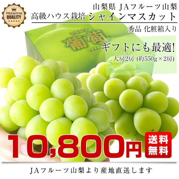 山梨県より産地直送 JAフルーツ山梨 シャインマスカット 秀品 大房2房入り 化粧箱 (約550g×2房)  送料無料 葡萄 ぶどうギフト 夏ギフト お中元 御中元03