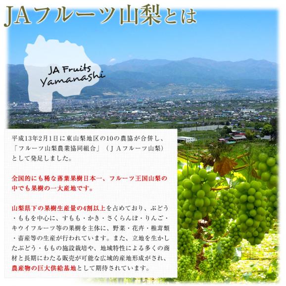 山梨県より産地直送 JAフルーツ山梨 シャインマスカット 秀品 大房2房入り 化粧箱 (約600g×2房)  送料無料 葡萄 ぶどう　お中元　夏ギフト お中元 ギフト06