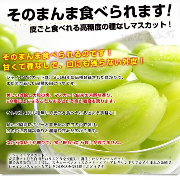 山梨県より産地直送 JAフルーツ山梨 勝沼支所 シャインマスカット 秀品 1.8キロ(大房3房入) 葡萄 ぶどう 送料無料04