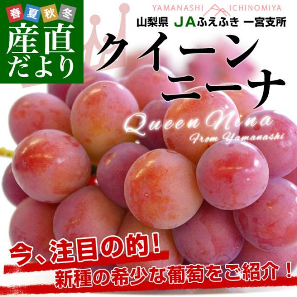 山梨県より産地直送 JAふえふき 一宮支所 クイーンニーナ 約2キロ (3房から4房) 送料無料 ぶどう ブドウ 葡萄02