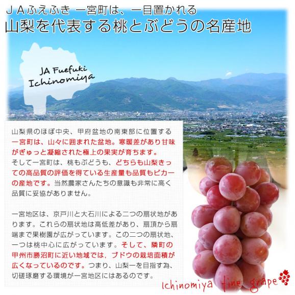 山梨県より産地直送 JAふえふき 一宮支所 クイーンニーナ 約2キロ (3房から4房) 送料無料 ぶどう ブドウ 葡萄05