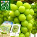 【御中元 ギフト】岡山県産 JA晴れの国岡山 船穂ぶどう部会 シャインマスカット 晴王（はれおう） 赤秀 1房 化粧箱（700g） 葡萄 ぶどう 送料無料　クール便 お中元 ギフト　