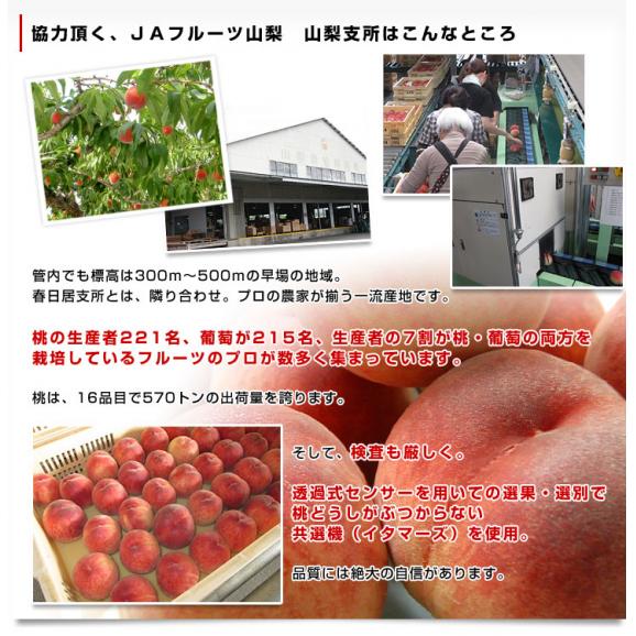 送料無料 山梨県より産地直送 JAフルーツ山梨 山梨支所 特秀桃 旬夏秀桃(しゅんかしゅうとう) (川中島白桃・幸茜・さくら白桃) 2キロ(6玉入) もも モモ06