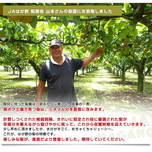 栃木県より産地直送 JAはが野 にっこり梨 大玉 5キロ (4玉から6玉)送料無料 優品以上 なし 梨 ナシ05