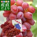 送料無料 山梨県より産地直送 JAフルーツ山梨 勝沼支所「甲斐路(かいじ)」 ご家庭用 2キロ(3房から4房) ぶどう ブドウ