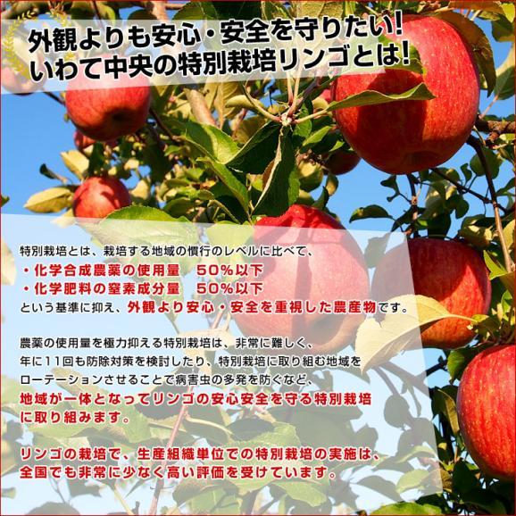 岩手県より産地直送 JAいわて中央 特別栽培りんご 紅玉 約5キロ(20玉から25玉) こうぎょく 林檎 リンゴ 送料無料04