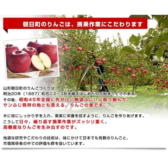山形県より産地直送 山形朝日町APPLE’S 秋陽りんご 約9～10キロ 林檎 リンゴ 送料無料05