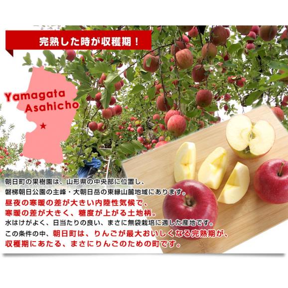 山形県より産地直送 山形朝日町APPLE’S 秋陽りんご 約9～10キロ 林檎 リンゴ 送料無料06