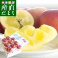 山形県より産地直送 山形朝日町APPLES 蜜入りんご「こうとく」　特秀　大玉　2.5キロ(6玉から9玉) 林檎  送料無料