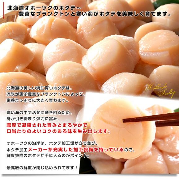 送料無料　北海道より直送　北海道オホーツク産　天然ホタテ貝柱　＜玉冷・お刺身用＞　1キロ（31から35玉）04