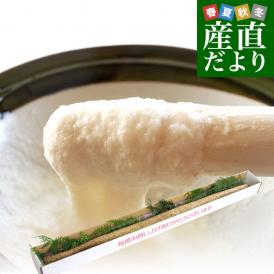 佐賀県より産地直送 JAからつ 自然薯 Lサイズ 1本入 約1キロ 化粧箱 送料無料 じねんじょ 山芋 やまいも