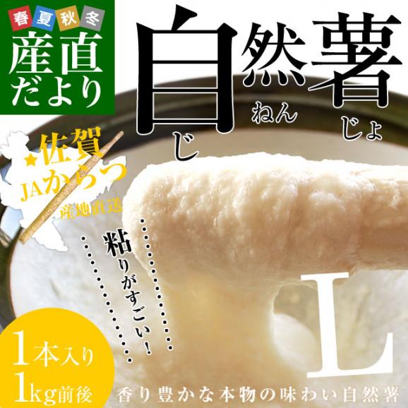 佐賀県より産地直送 JAからつ 自然薯 Lサイズ 1本入 約1キロ 化粧箱 送料無料 じねんじょ 山芋 やまいも02