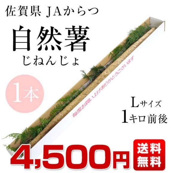 佐賀県より産地直送 JAからつ 自然薯 Lサイズ 1本入 約1キロ 化粧箱 送料無料 じねんじょ 山芋 やまいも03