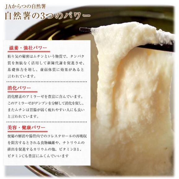 佐賀県より産地直送 JAからつ 自然薯 Lサイズ 1本入 約1キロ 化粧箱 送料無料 じねんじょ 山芋 やまいも06