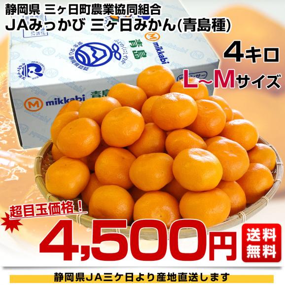 静岡県より産地直送 JAみっかび 三ケ日みかん (青島種) LからMサイズ  4キロ 送料無料 三ヶ日 みつかび ミカン 温州みかん03