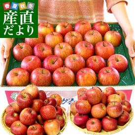 青森県より産地直送 JAつがる弘前 サンふじリンゴ 小玉 青秀 10キロ (46玉から56玉) 送料無料 りんご 林檎
