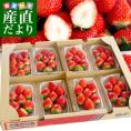  香川県より産地直送 JA香川県 さぬきひめ たっぷり1.2キロ以上(160g×8p入り) 送料無料 いちご 苺   讃岐 ※クール便