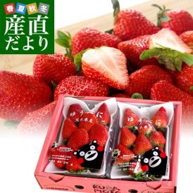 熊本県の新品種！甘みたっぷりのイチゴをお届けします！