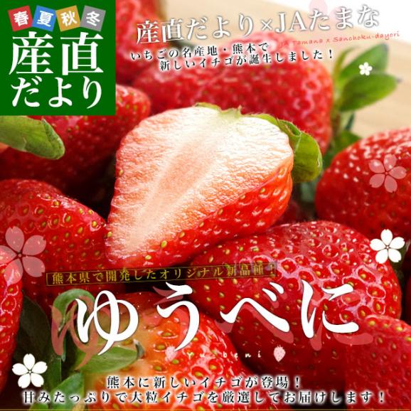 熊本県より産地直送 熊本県JAたまな 新品種のいちご 「ゆうべに」 秀品 2Lから３Lサイズ 540g（270g×２P）  送料無料 苺 イチゴ 玉名市 ※クール便02