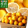 香川県から産地直送 JA香川県 完熟レモン 約5キロ (40玉から50玉前後) 送料無料  柑橘 檸檬 国産レモン