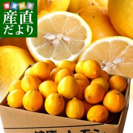 香川県から産地直送 JA香川県 完熟レモン 約5キロ (40玉から50玉前後) 送料無料  柑橘 檸檬 国産レモン