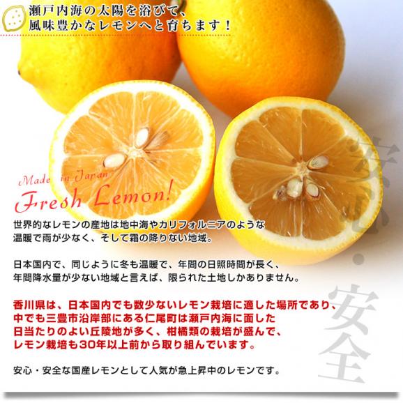 香川県から産地直送 JA香川県 完熟レモン 約5キロ (40玉から50玉前後) 送料無料  柑橘 檸檬 国産レモン04