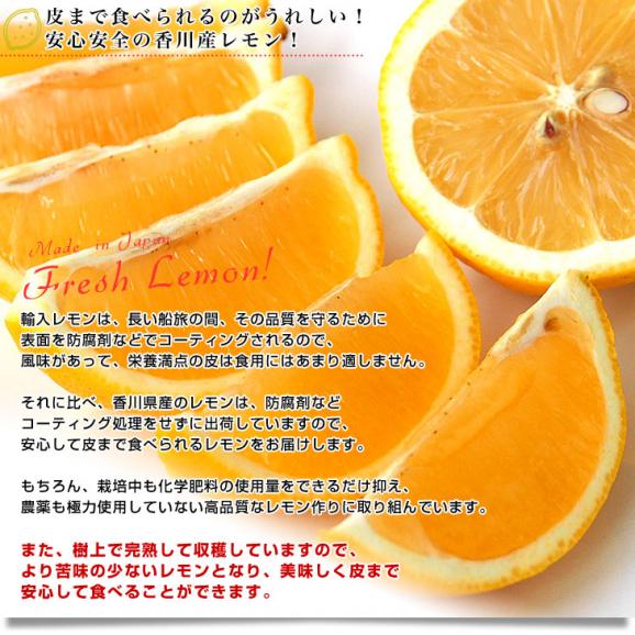 香川県から産地直送 JA香川県 完熟レモン 約5キロ (40玉から50玉前後) 送料無料  柑橘 檸檬 国産レモン05